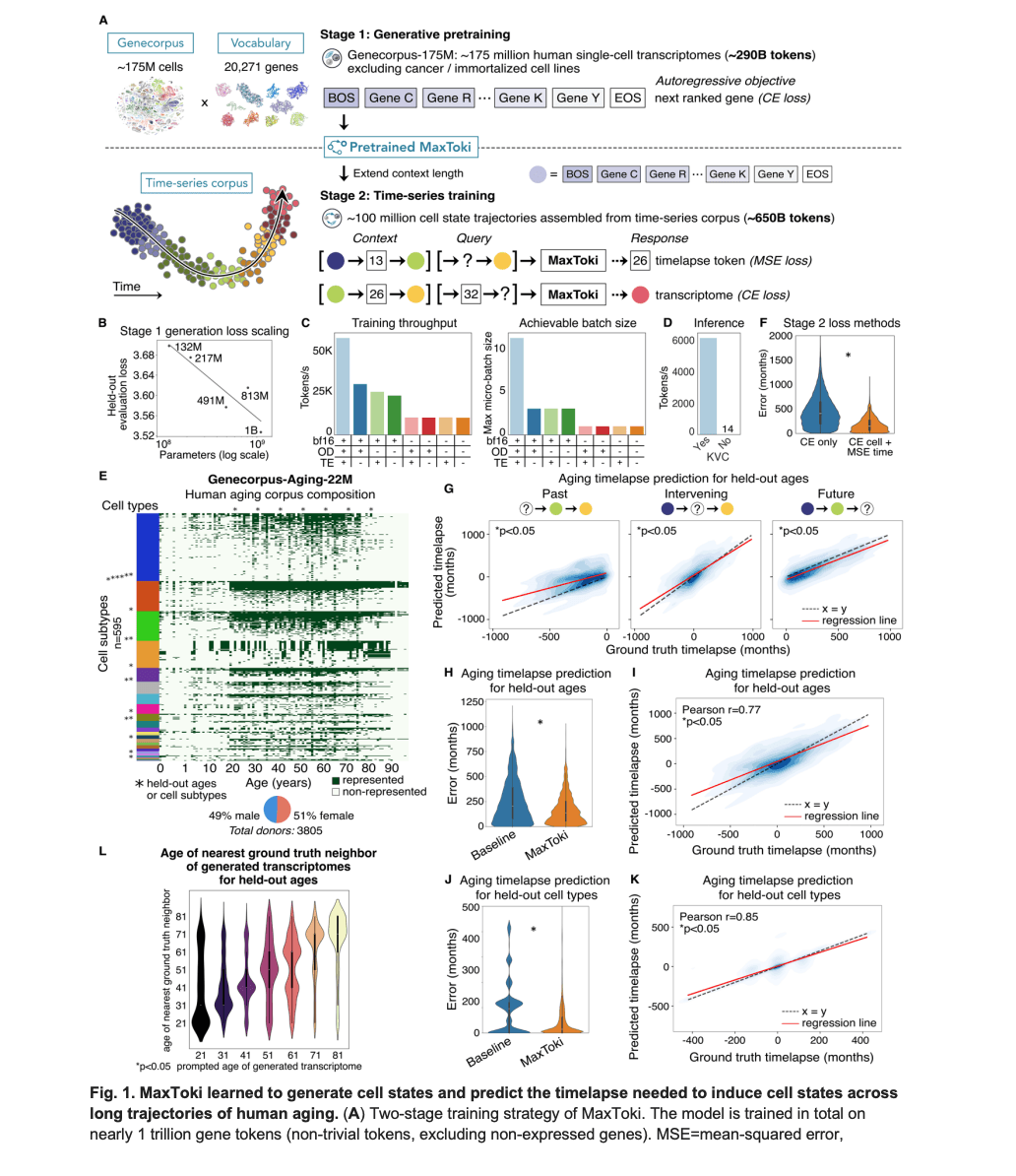 Meet MaxToki: The AI That Predicts How Your Cells Age — and What to Do About It